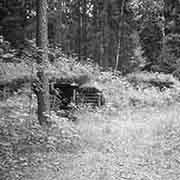 Rudnicki Forest: Courtesy of the Bart Family Collection